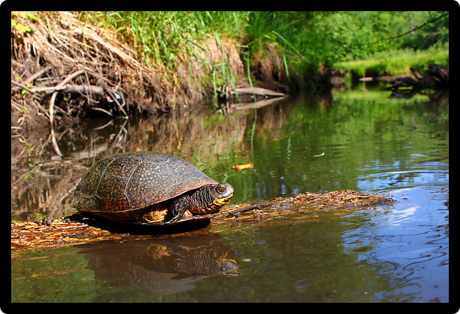 Blandings Turtle basking on a log in a pristine stream of Illinois.