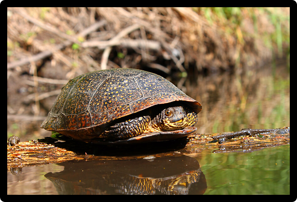 Blandings Turtle (Emydoidea blandingii) basking on a log in a creek of Illinois.