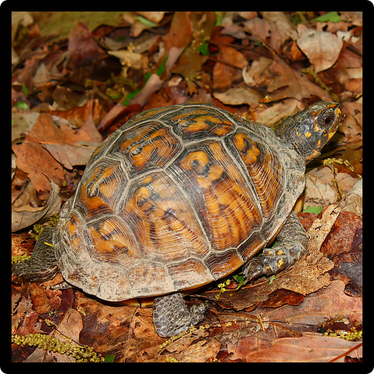 Box Turtle (Terrapene carolina) in the woodlands of Alabama.