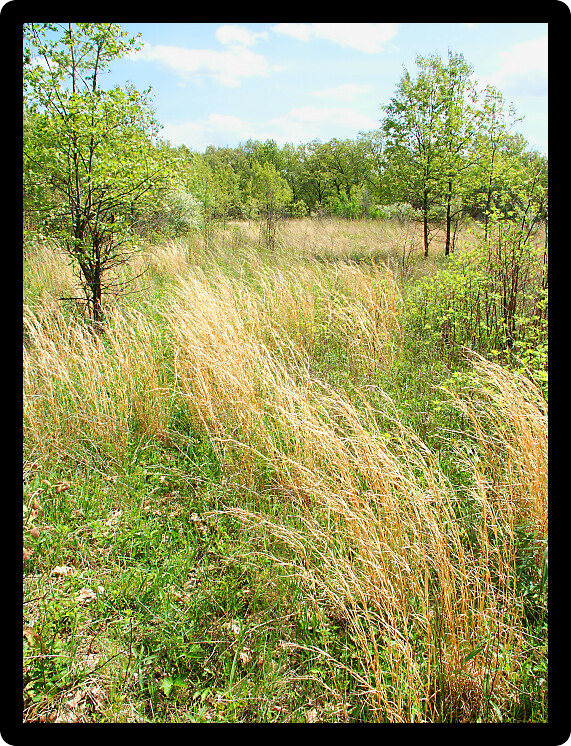 Prairie scene at Braidwood Dunes and Savanna Nature Preserve in northern Illinois.