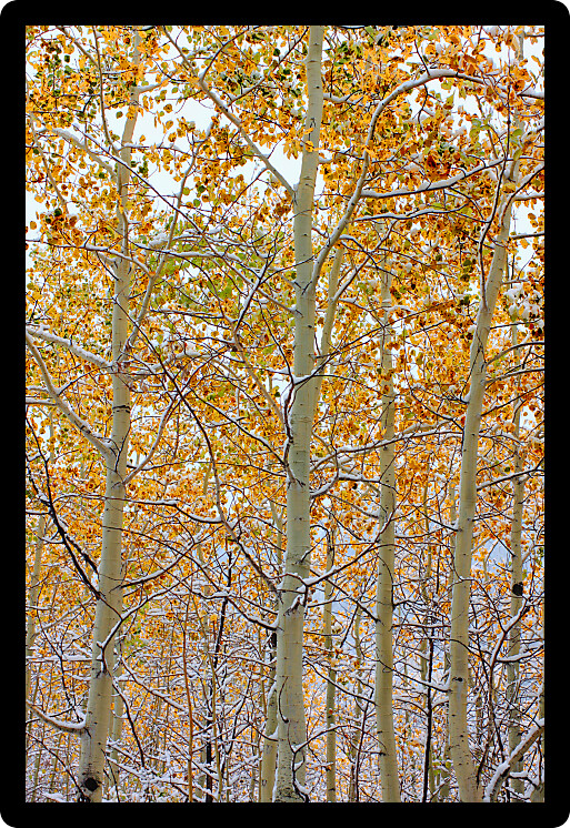 Bright yellow leaves covered with snowfall in the Bridger Teton National Forest of Wyoming.