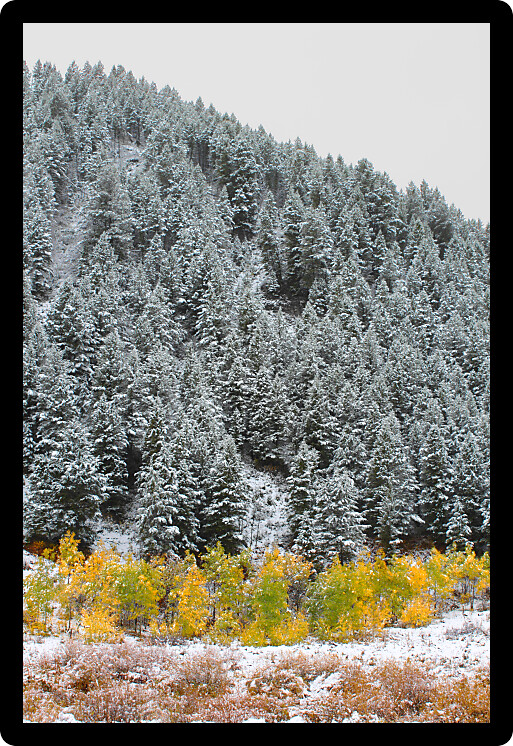 Yellows autumn colors below a snow covered pine forest in Wyoming.
