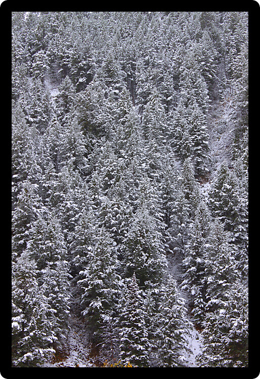 Background of snow covered pine trees in the Bridger Teton National Forest of Wyoming.
