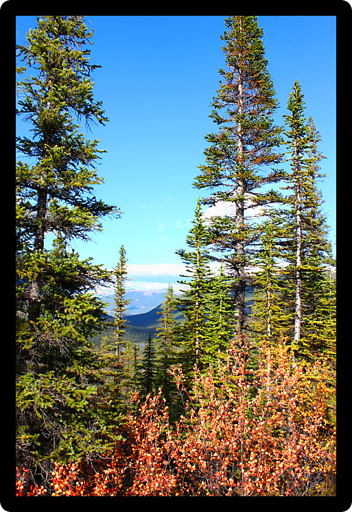 Canadian forest scenery along a trail in Jasper National Park of Alberta.