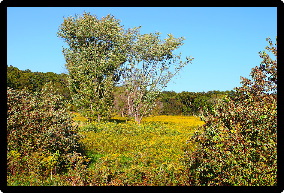 Prairie and forest scenery at Castle Rock State Park of Illinois.