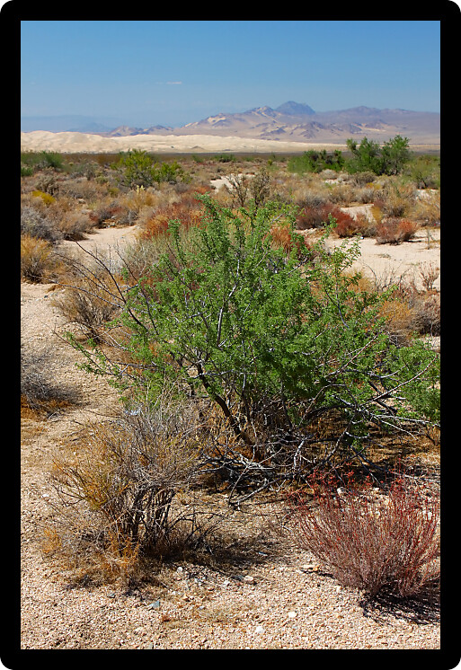 Desert vegetation with Kelso Dunes in the background at the Mojave National Preserve.
