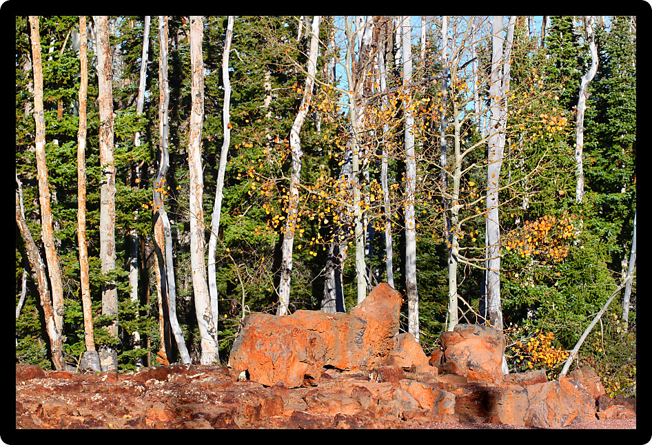 Aspen trees grow through a lava field in the Dixie National Forest of Utah.