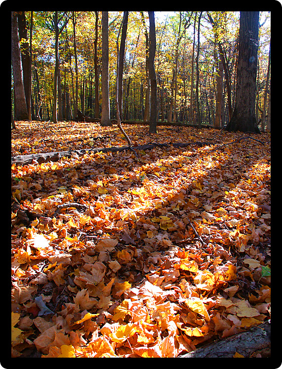 Long shadows cast through evening autumn scenery at Robert Allerton Park of Illinois.