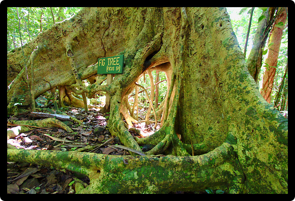 Spreading roots of a fig tree in Sage Mountain National Park of Tortola.