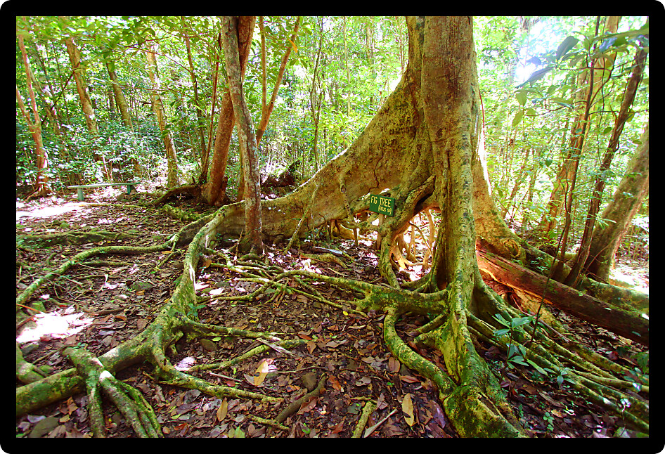 Spreading roots of a fig tree in Sage Mountain National Park of Tortola.