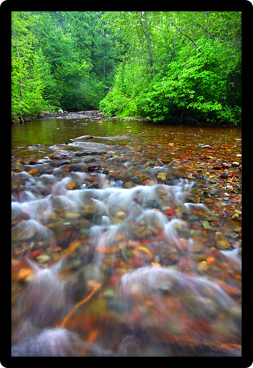 Bright green vegetation grows dense along Fish Creek in Glacier National Park.