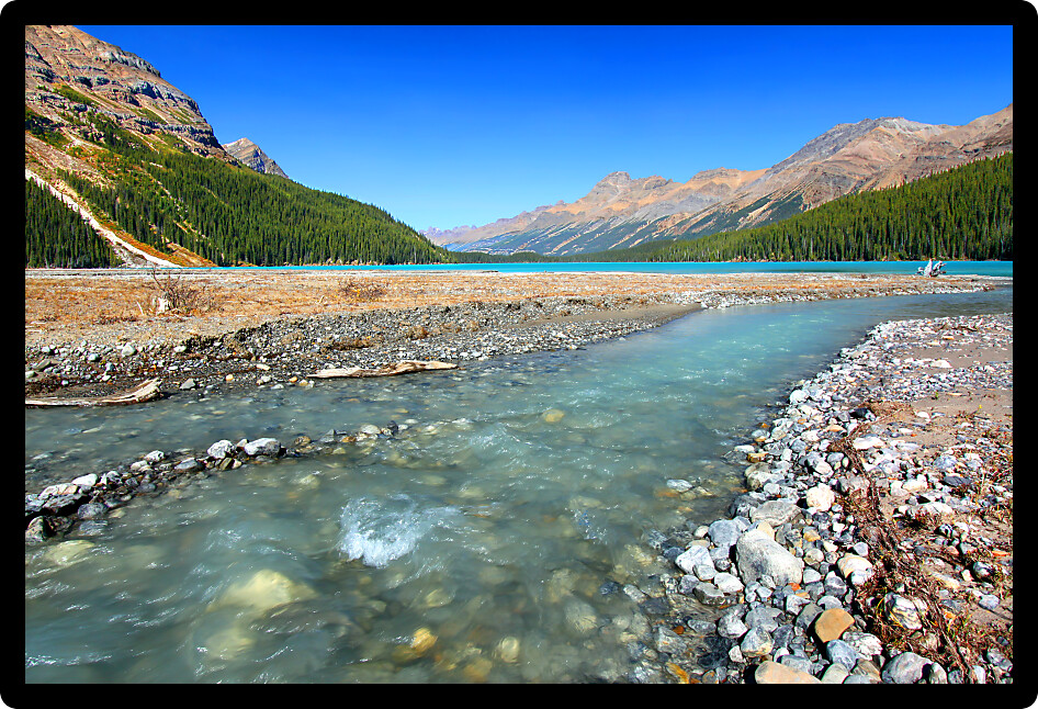 Streams of glacial water flow into Peyto Lake of Banff National Park Canada.