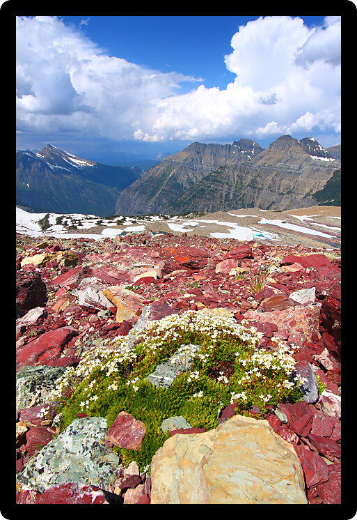 Vegetation grows out of a rocky substrate at Glacier National Park USA.
