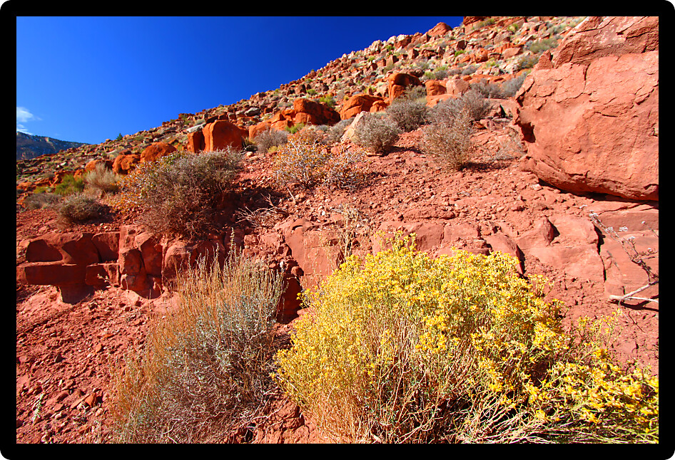 Sparse vegetation grows amongst boulders at Grand Canyon National Park in Arizona.