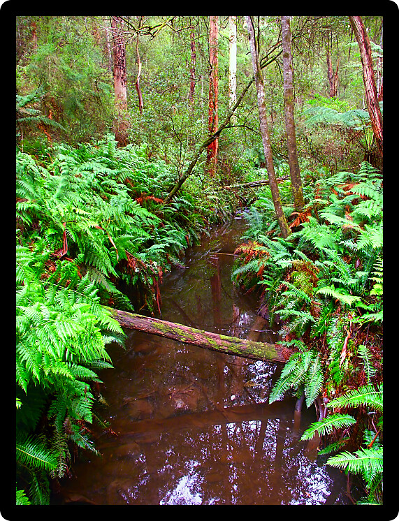 Calm stream in the rainforests of the Great Otway National Park of southern Victoria Australia.