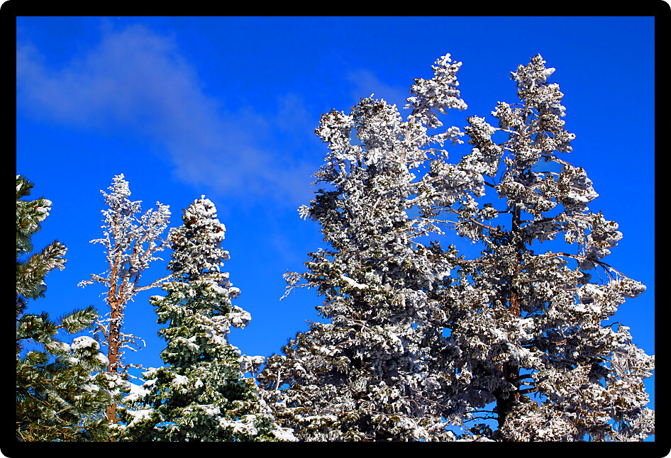Heavy snowfall clings to the pine trees in Bryce Canyon National Park of Utah.