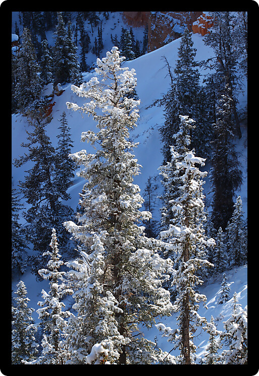 Heavy snowfall clings to the pine trees in Bryce Canyon National Park of Utah.