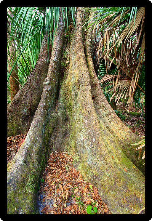 Roots of a live oak spread across the forest floor at Highlands Hammock State Park in Florida.