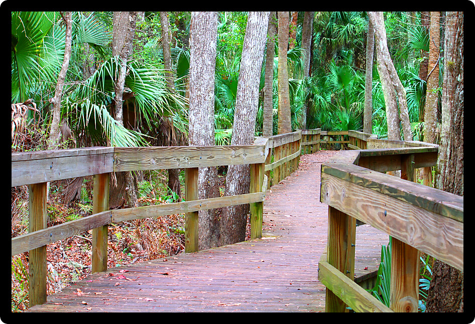 Boardwalk through the swampy landscape of Highlands Hammock State Park in Florida.