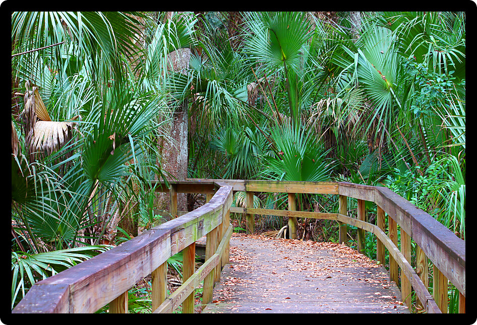 Boardwalk through the swampy landscape of Highlands Hammock State Park in Florida.