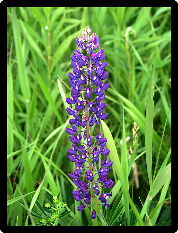 Beautiful lupine flower in a meadow of northern Michigan.