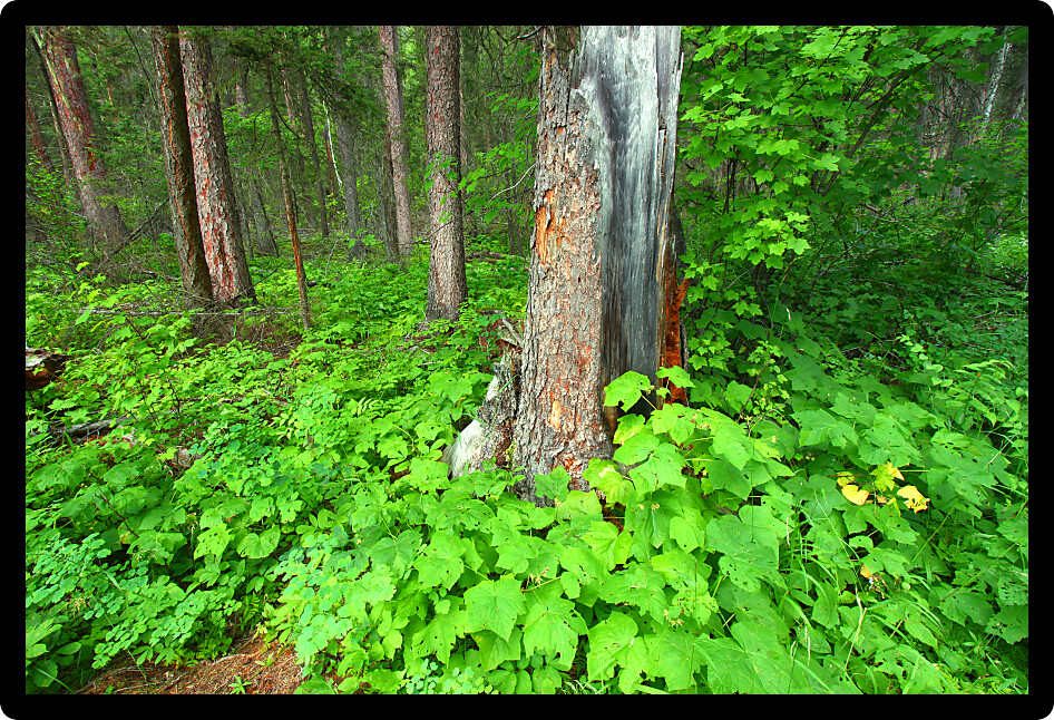 Lush green vegetation covers the forest floor at Glacier National Park in the United States.