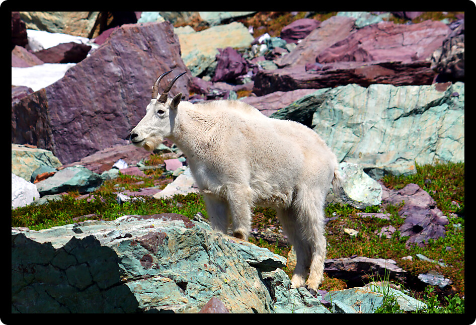 Mountain Goat (Oreamnos americanus) in Glacier National Park of Montana.