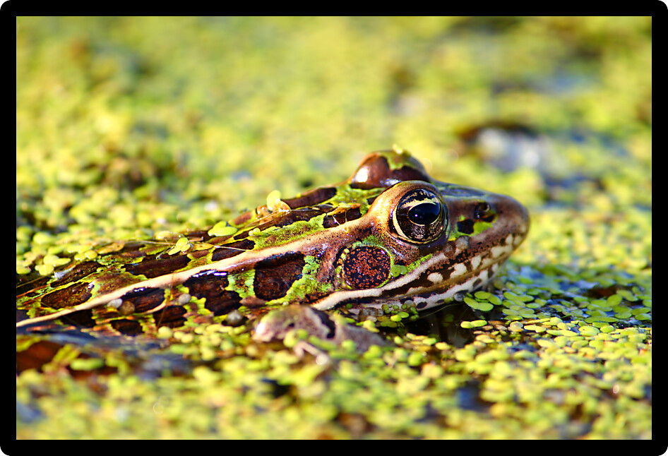 Northern Leopard Frog (Rana pipiens) peeks out of the water in northern Illinois.
