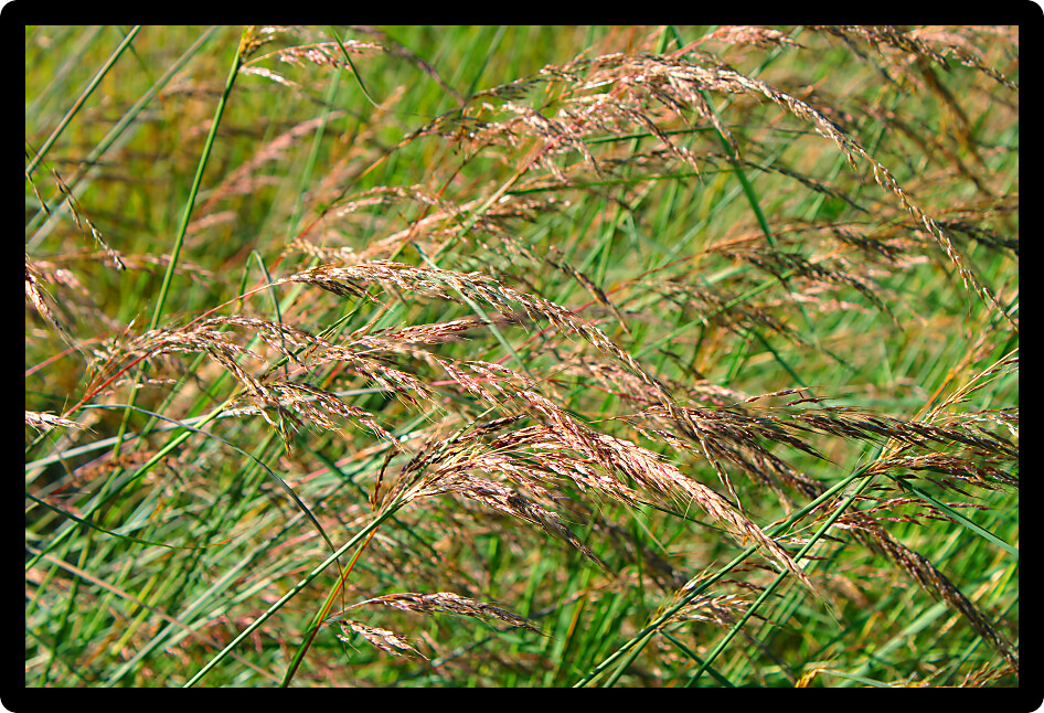 Background of prairie grasses in Castle Rock State Park of Illinois.