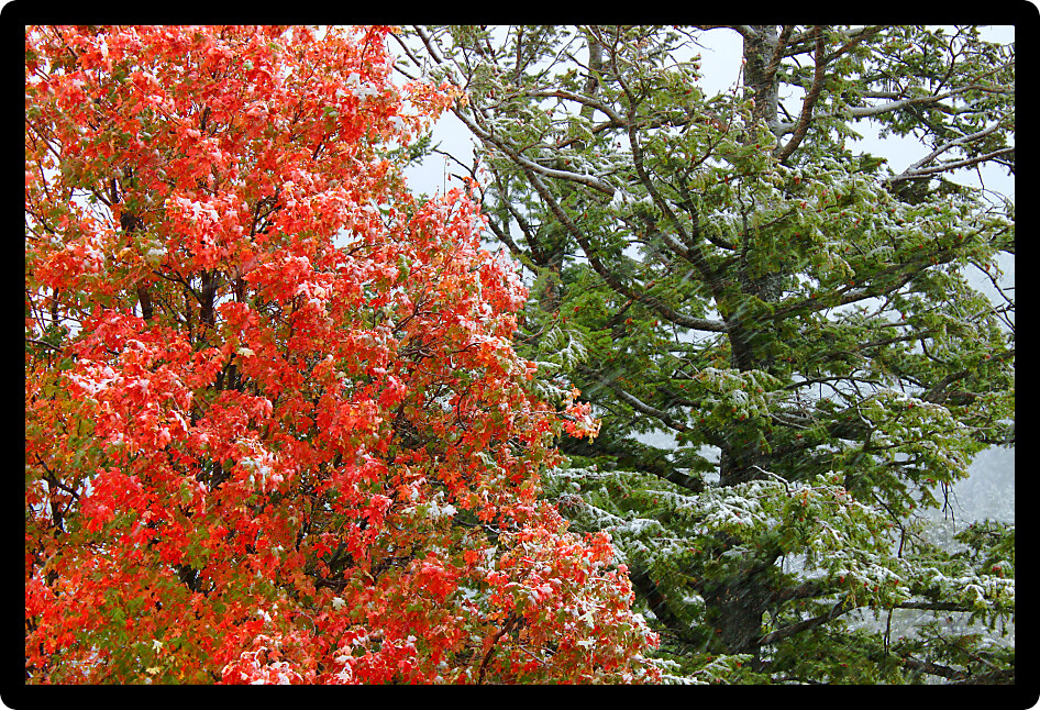 Early snowfall over autumn colors in the Targhee National Forest of Wyoming.