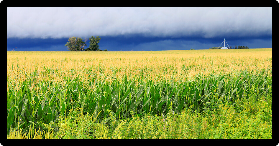 Ominous clouds precede the strong winds of a thunderstorm a cornfield in Illinois.