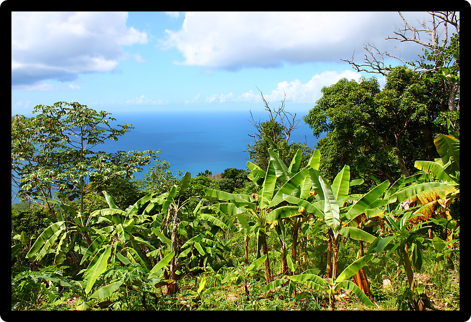 Tropical vegetation and forest scenery on the Caribbean island of Tortola.