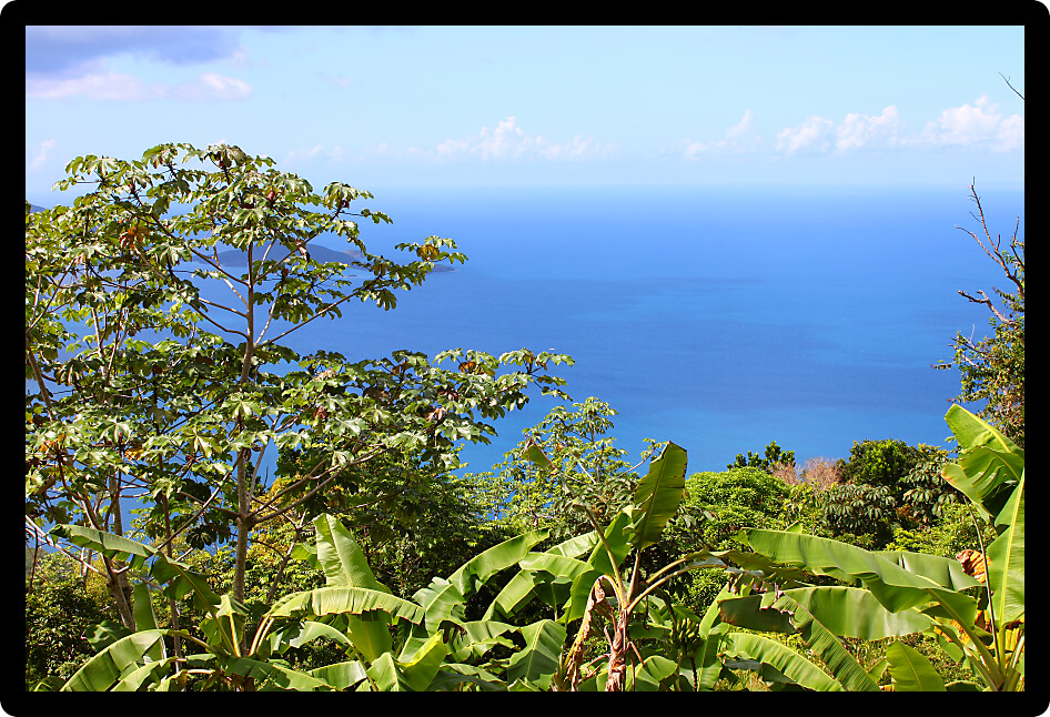 Tropical vegetation and forest scenery on the Caribbean island of Tortola.