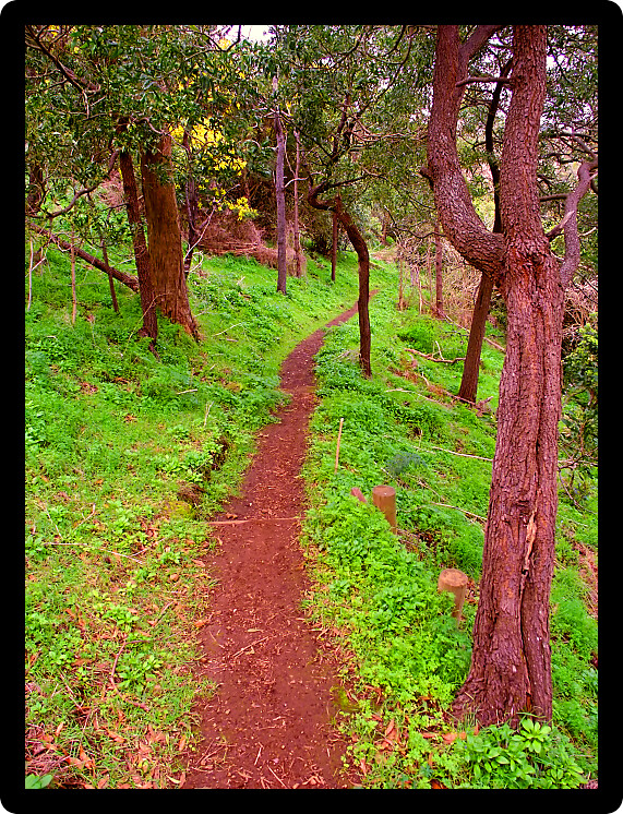 Narrow hiking trail through the dense plant growth at Tower Hill State Game Reserve in Victoria Australia.