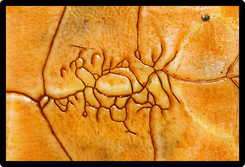 Closeup of the plastron of a Painted turtle (Chrysemys picta).
