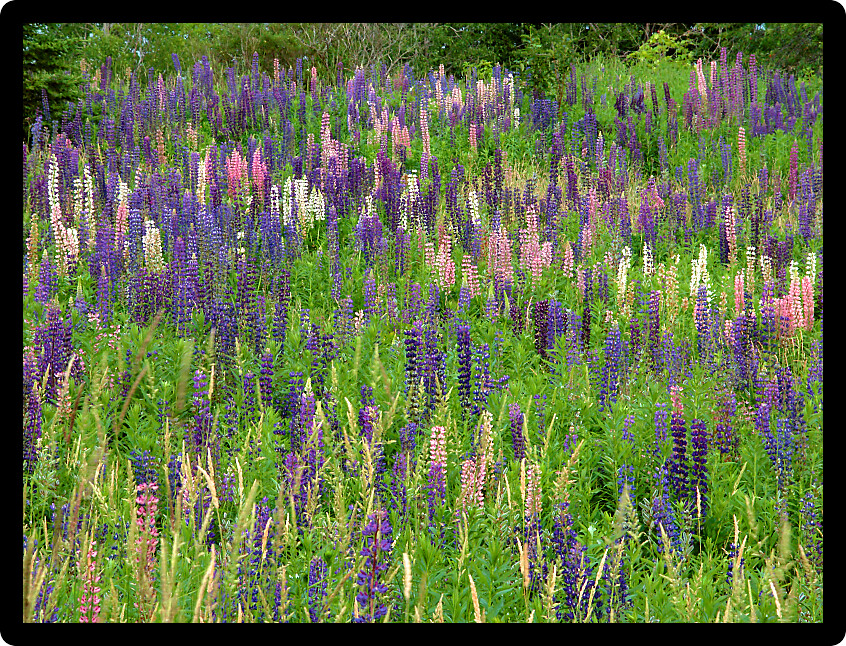 Beautiful blooms of wild Lupine in a prairie of northern Michigan.