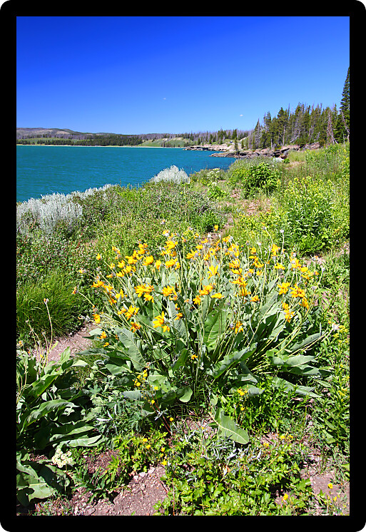 Summertime flowers along the beautiful shoreline of Yellowstone Lake in Wyoming.